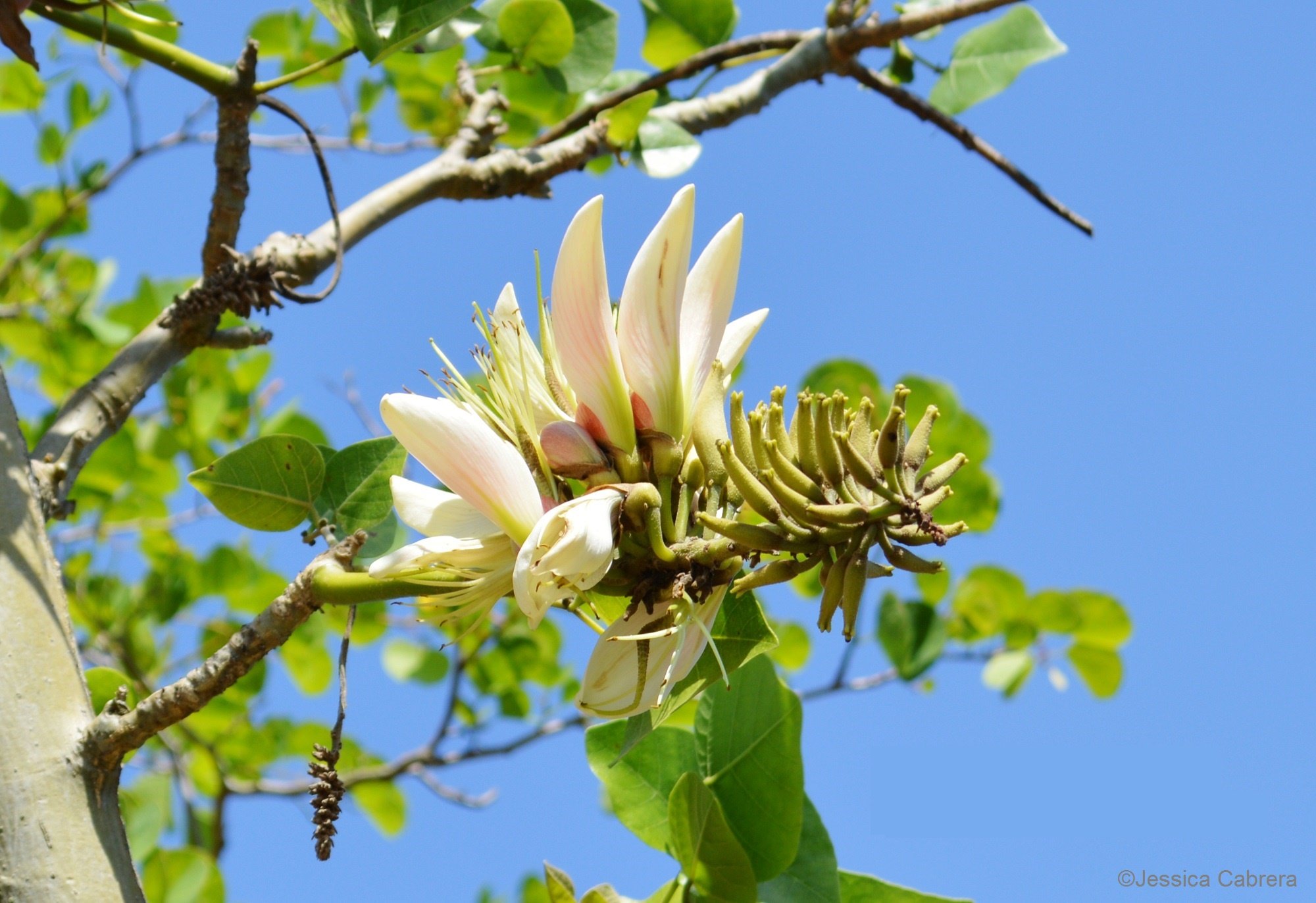 🏞️ 황금숲 공원(쿠가니무이 공원) 이미지 9